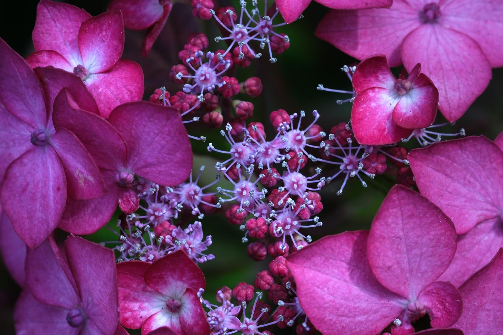 「梅雨と紫陽花」の写真