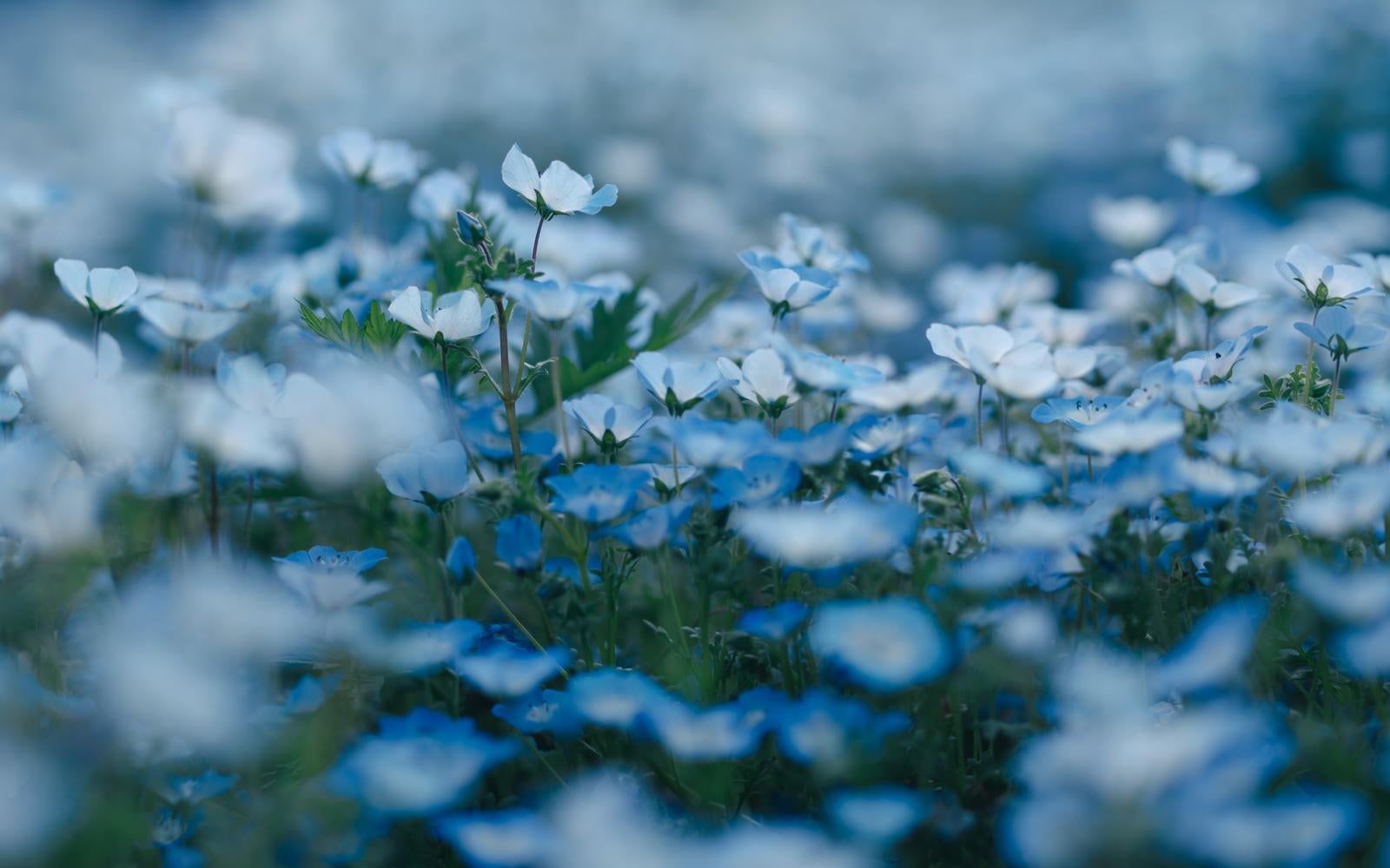 「満開の芝桜の風景」の写真