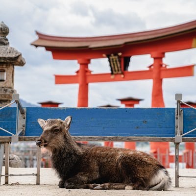 大鳥居の前で休憩中の鹿の写真