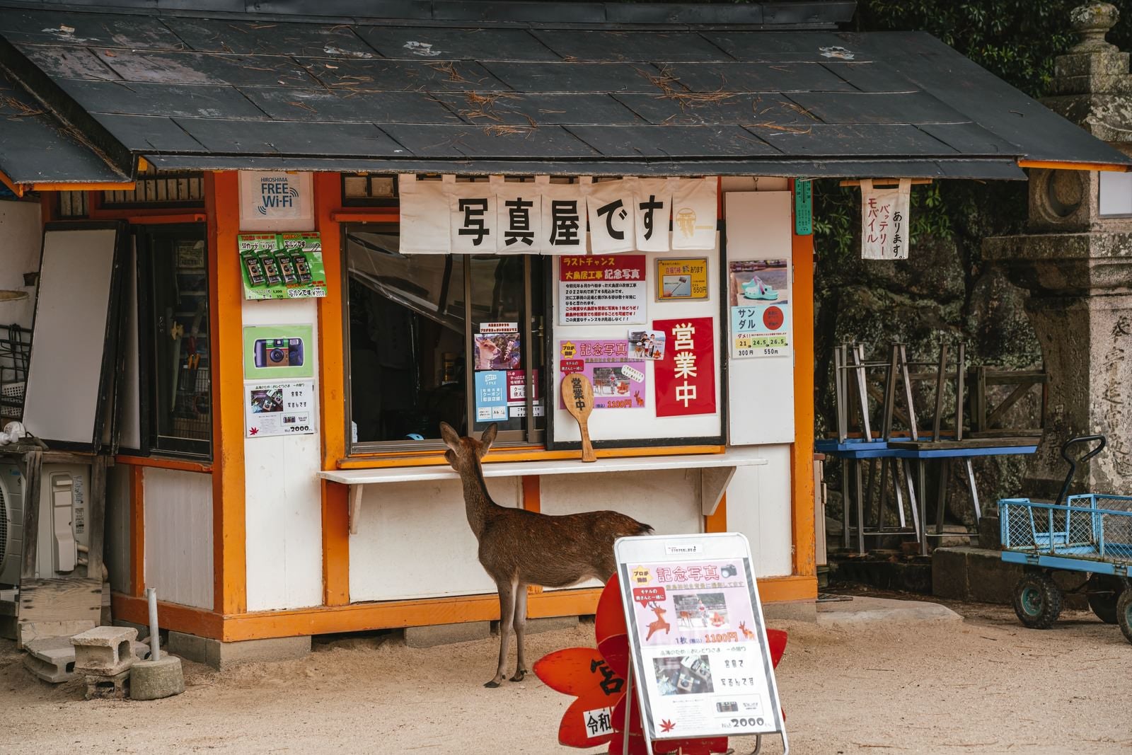 「写真屋を覗き込む鹿」の写真