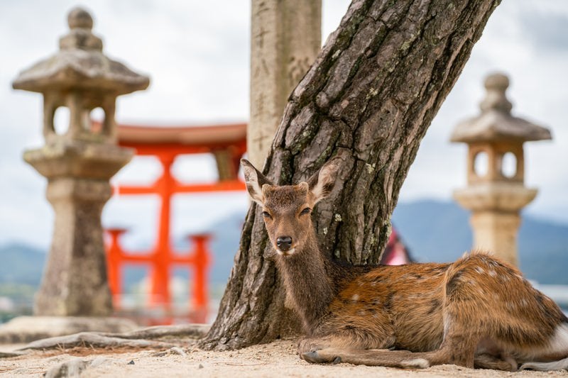 木の下で休憩する鹿の写真