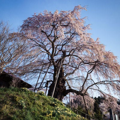 青空と枝垂れ桜（上石の不動ザクラ）の写真