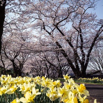 道端に群生する花と藤田川ふれあい桜の写真