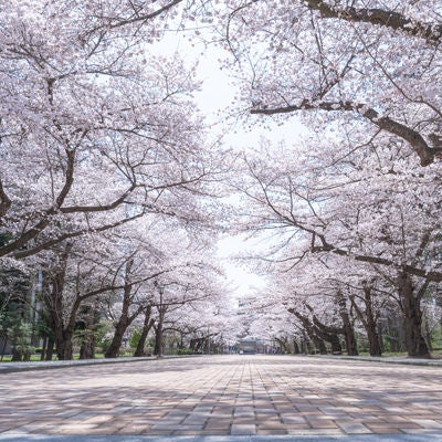 満開に咲く日本大学工学部の桜の写真