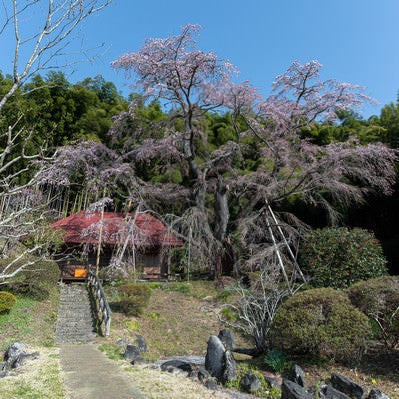 雪村桜と庵へと続く道の写真