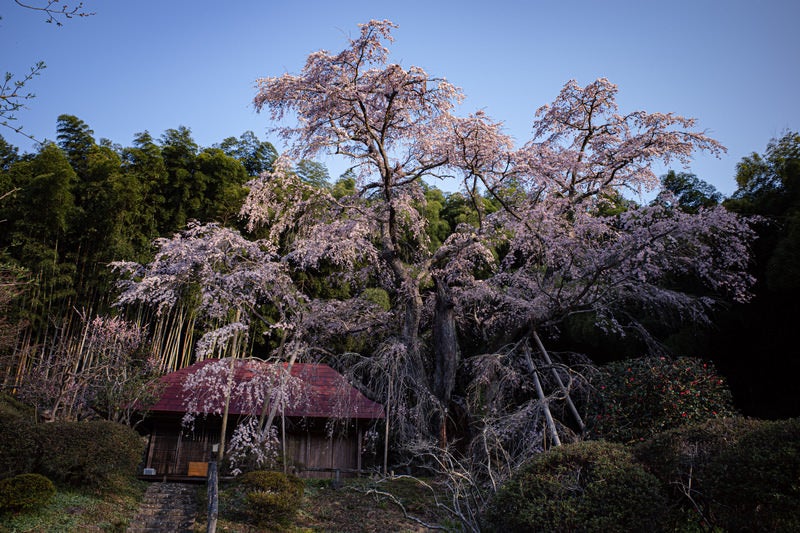 満開の雪村桜の様子の写真