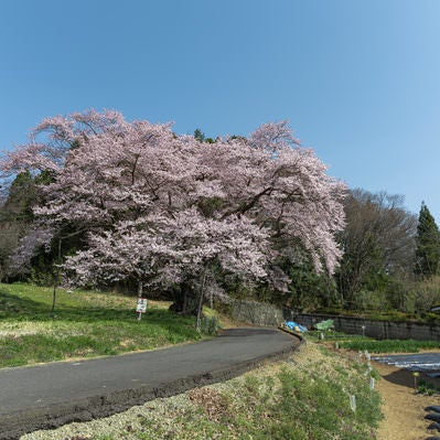 市街地に咲く一本桜「弥明の桜」の写真