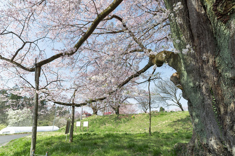 推定樹齢500年の「弥明の桜」を支える柱木の写真