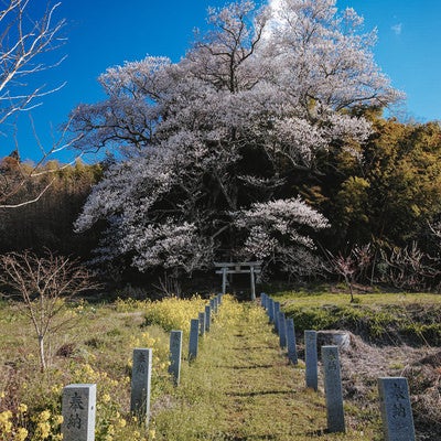 大和田稲荷神社の子授け櫻の写真