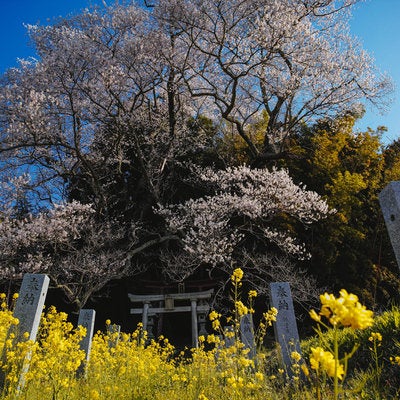 菜の花ロードと子授け櫻の写真