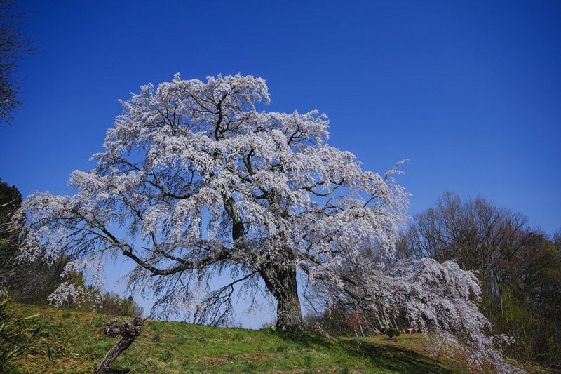 き通る青い空と一本桜（五斗蒔田桜）の写真