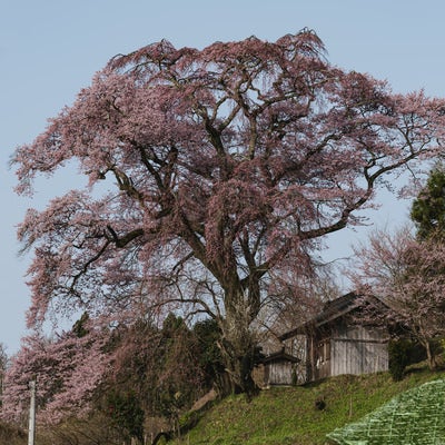 お堂近くに佇む天神夫婦桜の写真