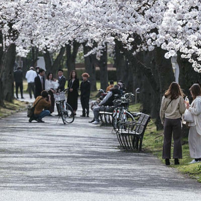 開成山公園で花見をする人たちの写真