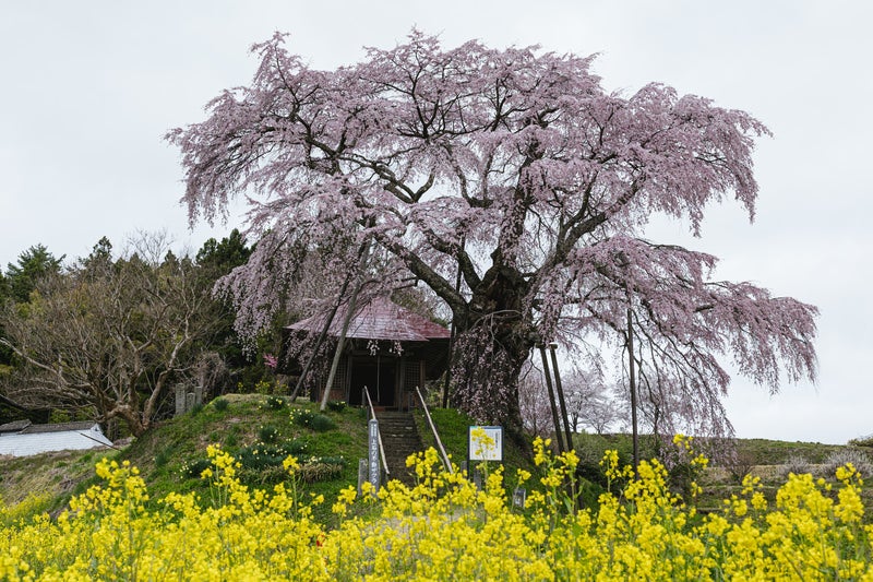 菜の花と不動桜の写真