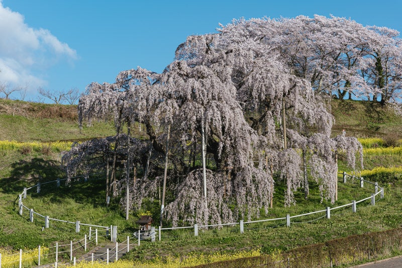 樹齢1000年にもなる巨木の桜「三春滝桜」の写真