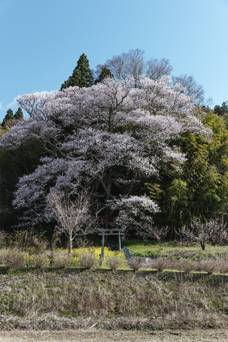 「高台の鳥居と子授け櫻」の写真