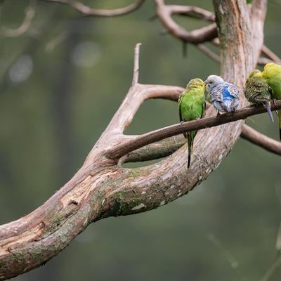 木の枝にとまるセキセインコの写真