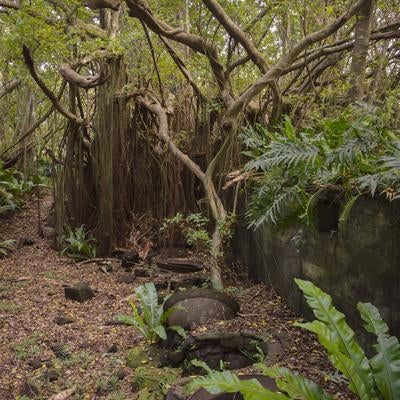 南国の草木に囲まれた第204設営隊釜場跡の写真