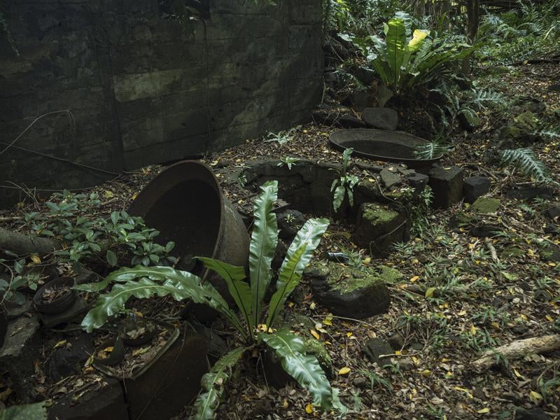 雑草や苔に覆われる第204設営隊釜場跡の写真