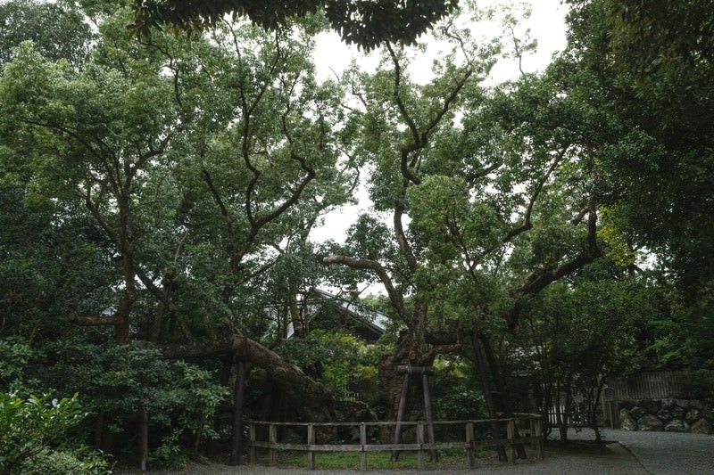 外宮にある平清盛所縁の清盛楠（きよもりぐす）の写真