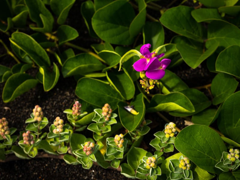 ナタマメの花と並んで伸びるハマゴウの写真