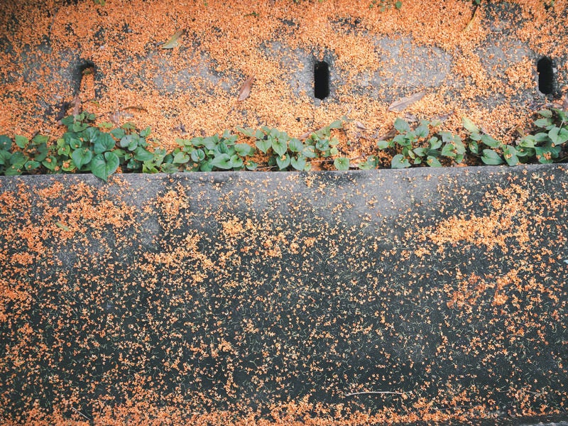 雑草の近くに落下したキンモクセイの花の写真