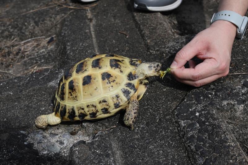 たんぽぽおしいむしゃむしゃ食べる陸ガメの写真