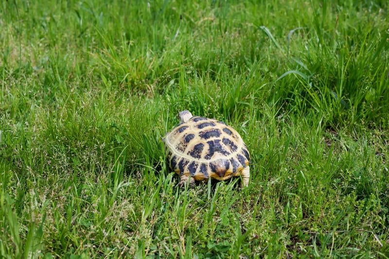 緑の草原を歩くリクガメの後ろ姿の写真