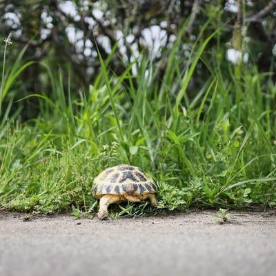 よちよち帰りゆくリクガメの後ろ姿の写真