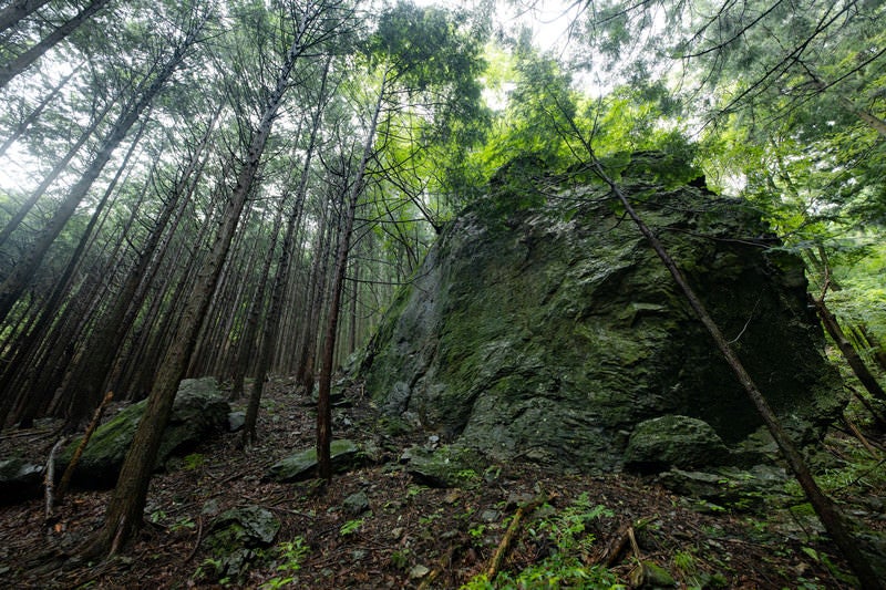 森の中に佇む大岩の写真