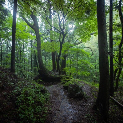 湿気の高い森の中を進むの写真