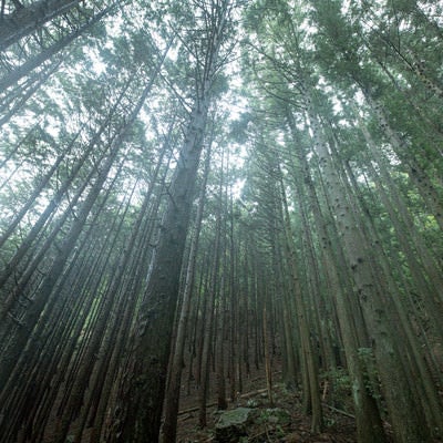 植林された杉の木の写真