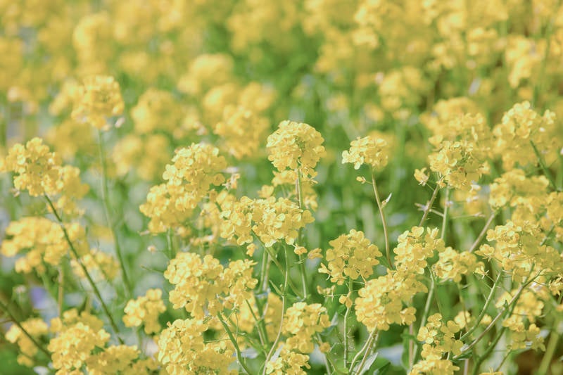 一面の菜の花畑の写真