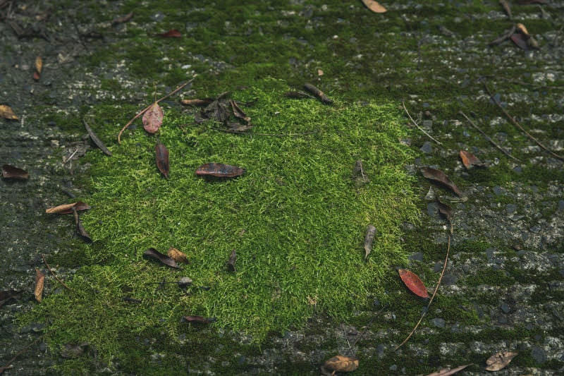 苔と落葉の写真