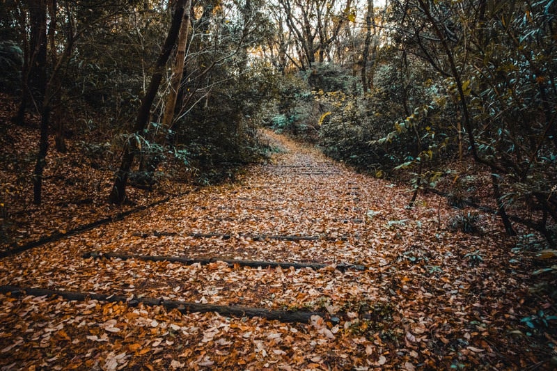 落ち葉であふれる公園の階段の写真