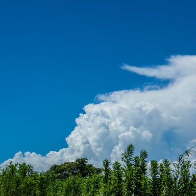 積乱雲と植物の写真