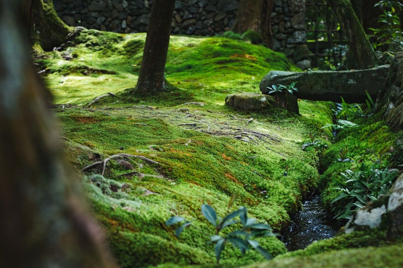 苔に包まれるの写真