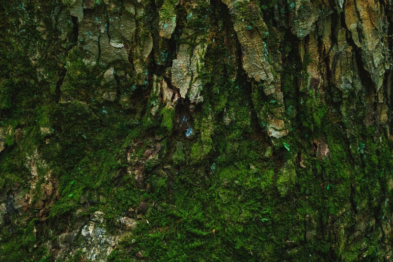 樹皮と苔の写真