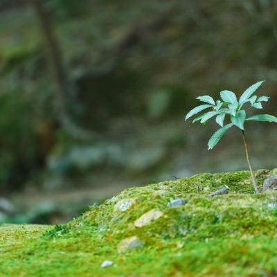 苔の中の苗木の写真