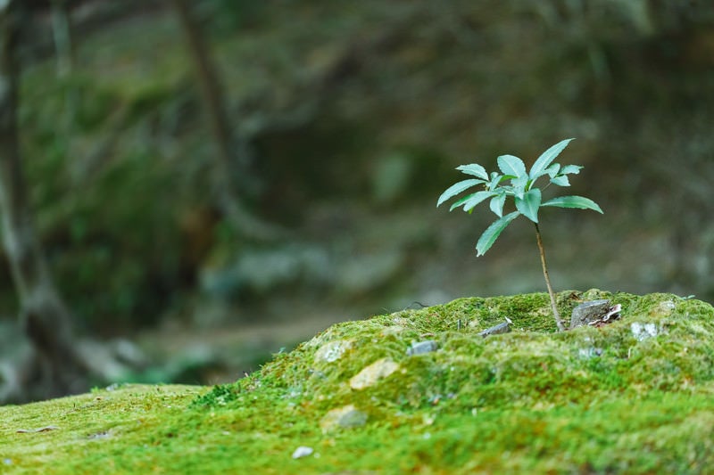 苔の中の苗木の写真