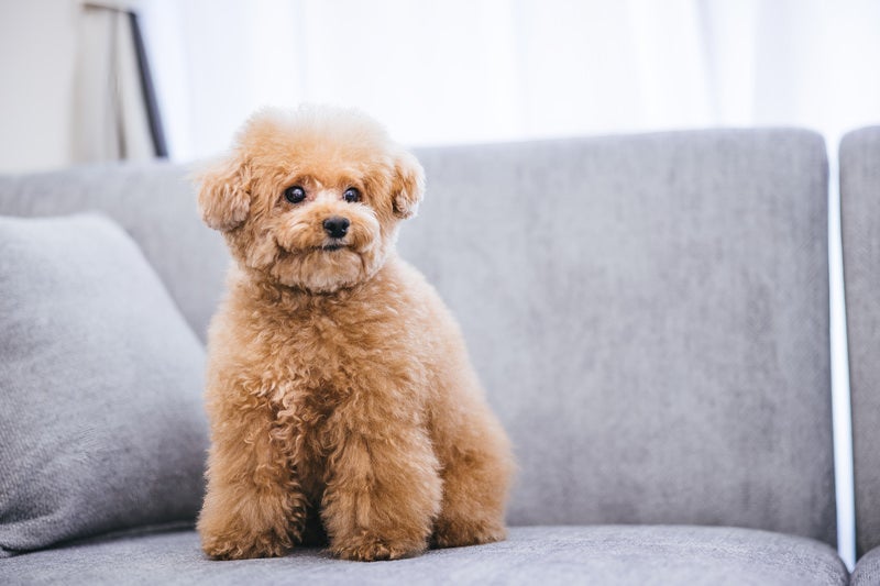 ワクワク顔の飼い犬（トイプードル）の写真