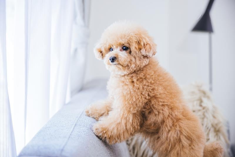 トイプードルと窓際の日向ぼっこ 愛犬との穏やかな時の写真