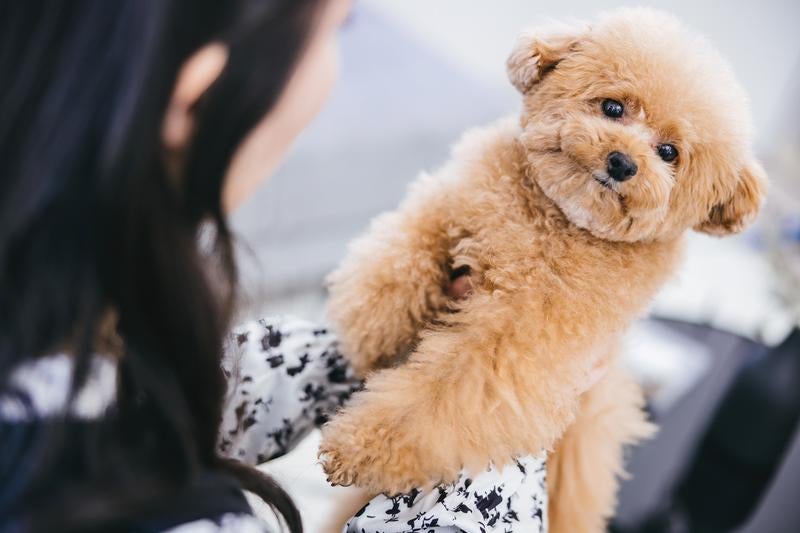 飼い主の抱っこ時間 トイプードルと甘えん坊の日々の写真