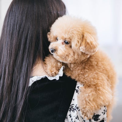 飼い主の女性に抱えられるトイプーの写真