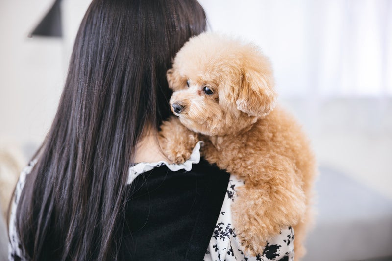 飼い主の女性に抱えられるトイプーの写真