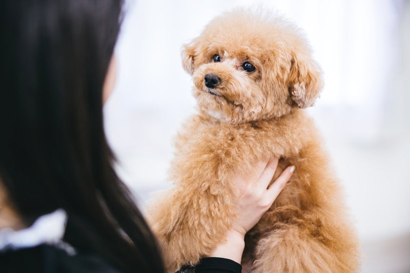 愛犬のトイプードルを抱える飼い主の写真