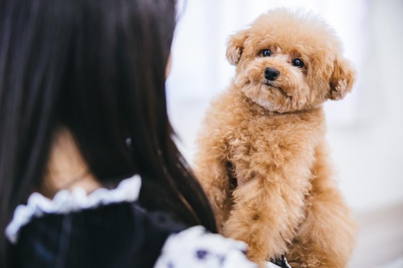 愛犬との抱っこ時間 飼い主とトイプードルの写真