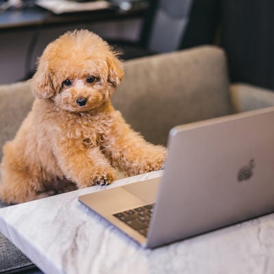 飼い主のMacbookに興味津々の写真