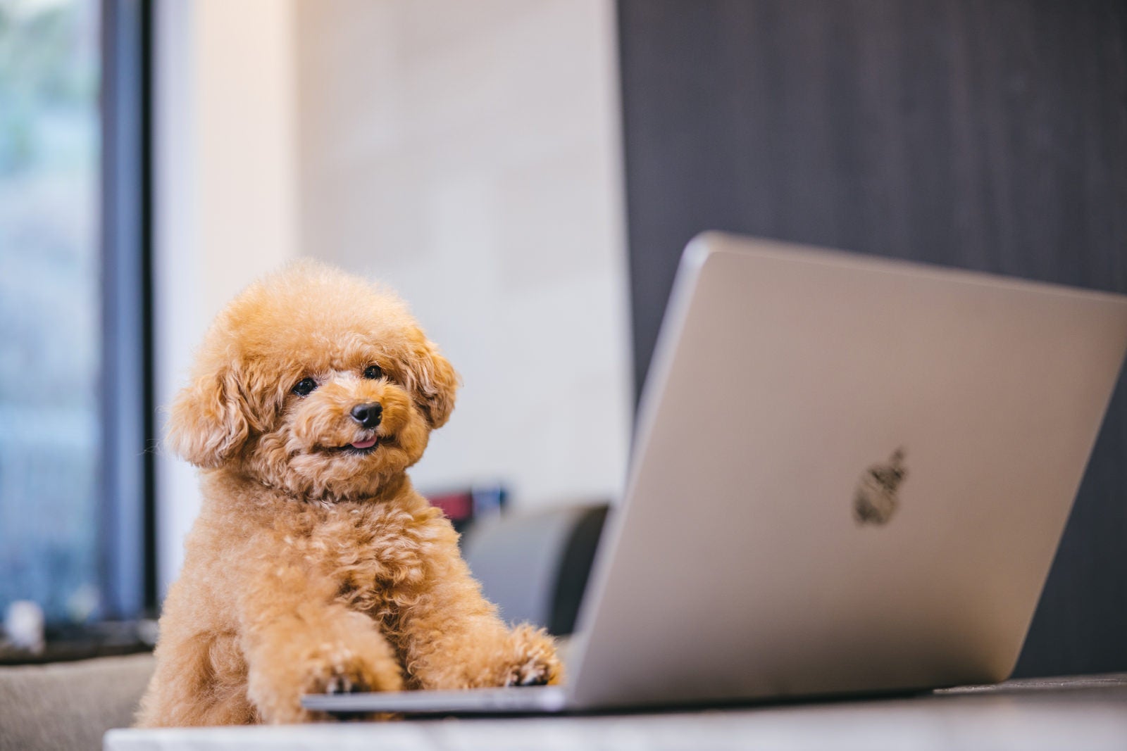 「MacBookで作業をするトイプードル」の写真［モデル：こてつ］