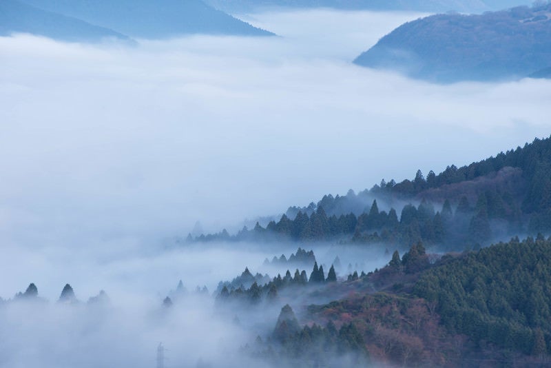 霧に包まれる箱根の森の写真